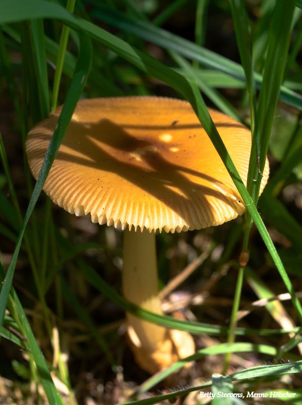 Paddenstoelen