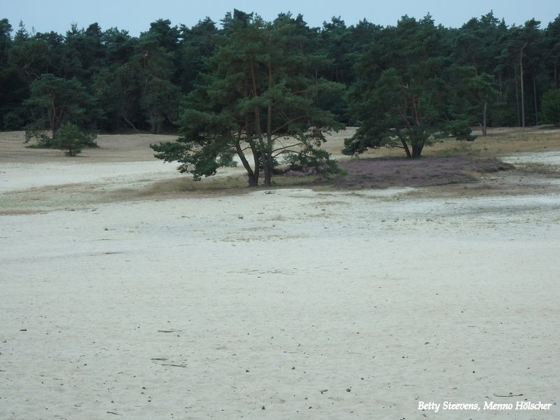 Zandverstuiving: Ommense Sahara