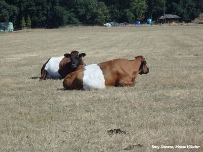 Koeien in de wei - Cows in the pasture