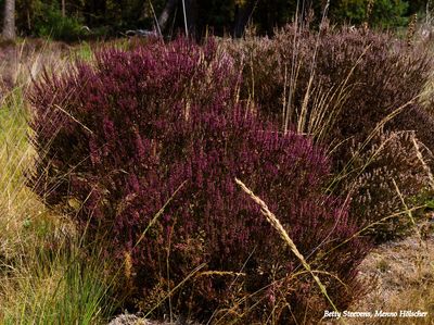Heide bosje - Heather bush