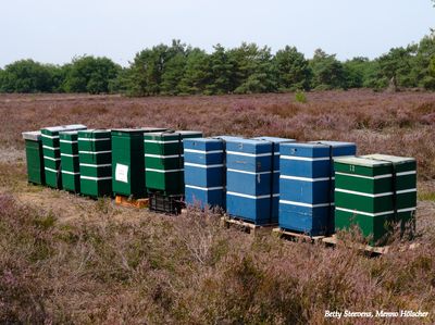 Bijenkasten op de heide - Beehives in the heather