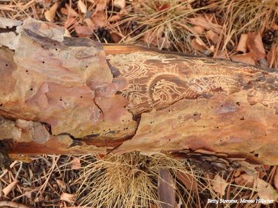 Het werk van de letterzetter - The work of a spruice bark beetle