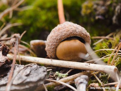 Eikel - Acorn