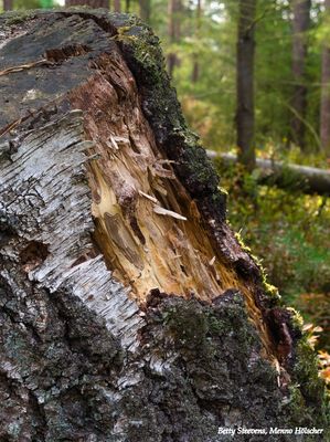 Berk stronk - Birch stump
