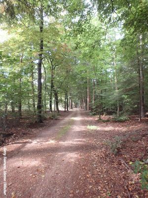 Bos bij Elspeet - Forest near Elspeet