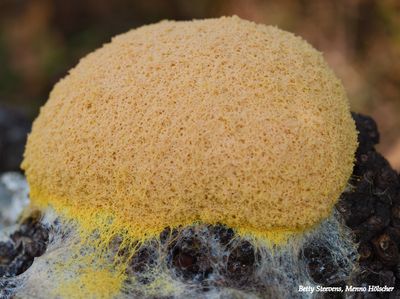 Runbloem - Scrambled Egg slime