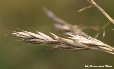 Gras - Grass