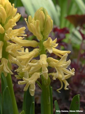 Gele hyacinth