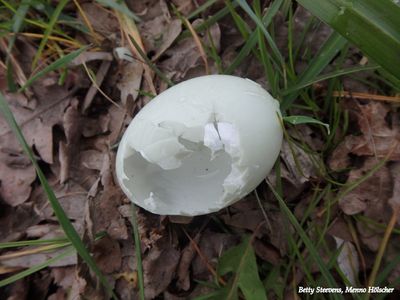 Maandagsdijk: lege eierschaal - empty eggshell
