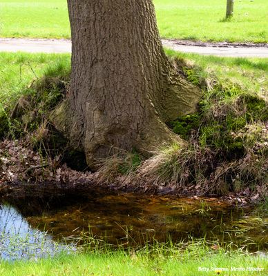 Boom langs de beek - Tree alongside a stream