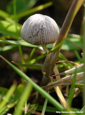 Het Hagenbeek: Paddenstoel in de lente - Mushroom in spring