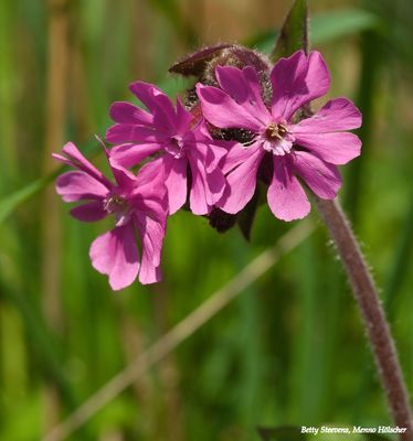 Het dal van de Mosbeek - eendagskoekoeksbloem