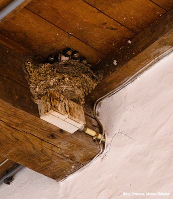 Zwaluwnest - Swallow nest