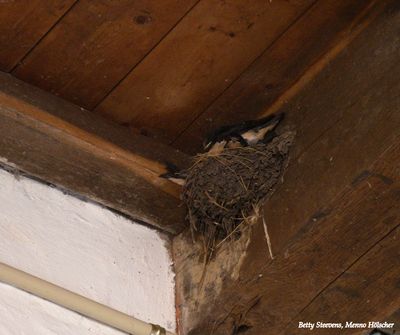Zwaluwnest - Swallow nest