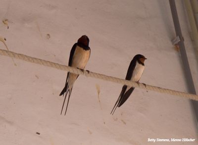 Zwaluwnest: ouders - Swallow nest: parents