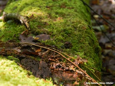 Dood hout bedekt met mos - Dead wood, covered in moss