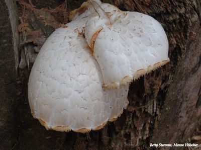 Oesterzwam - Oyster mushroom