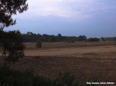 Nationaal park Hoge Veluwe - National park Hoge Veluwe