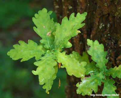 Eikebladeren - Oak leafs