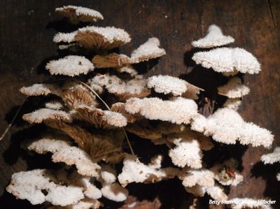 Paddenstoelen op berkenhout (dood) - Mushrooms on birch wood (dead)