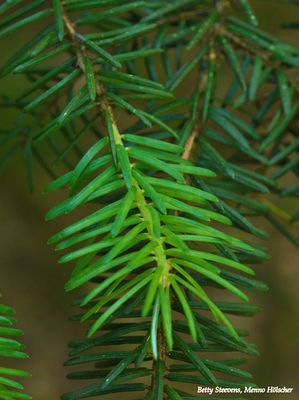 Dennennaalden - Fir needles