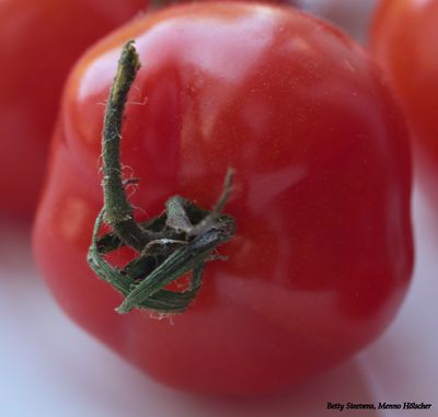 Tomaatje - small tomato