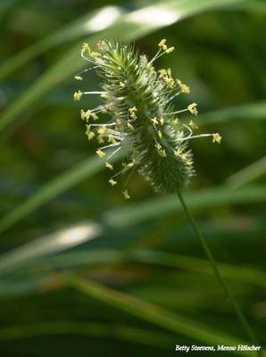 Bronkhorst - Zutphen: bloeiend gras
