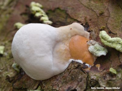 Wandeling Wientjesvoort: onbekende paddenstoel