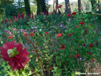 Hackfort, de tuin: Bed met bleoiende planten