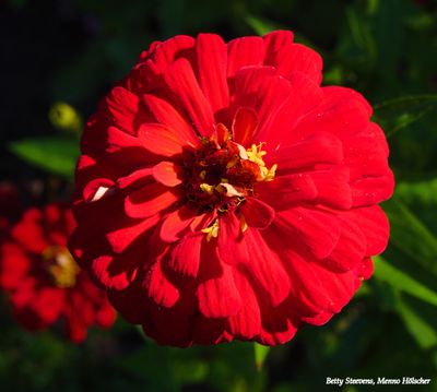 Hackfort, de tuin: Dahlia