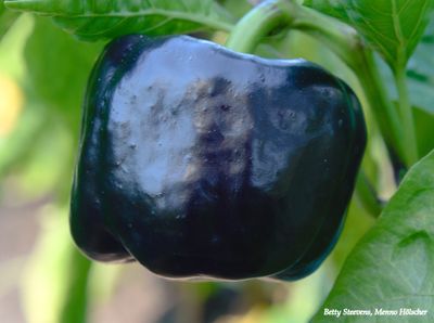 Hackfort, de tuin: Paarse paprika