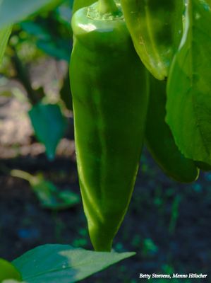 Hackfort, de tuin: Puntpaprika