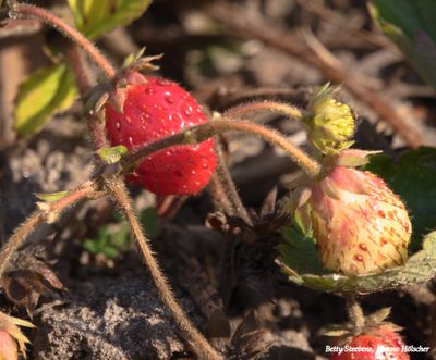 Hackfort, de tuin: Aardbeien