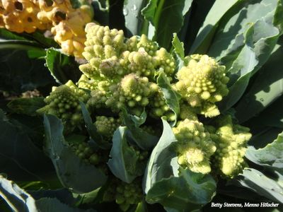 Hackfort, de tuin: Romanesco