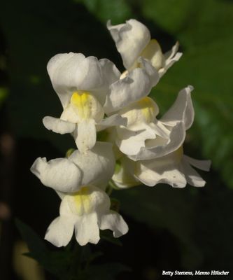 Witte leeuwebek