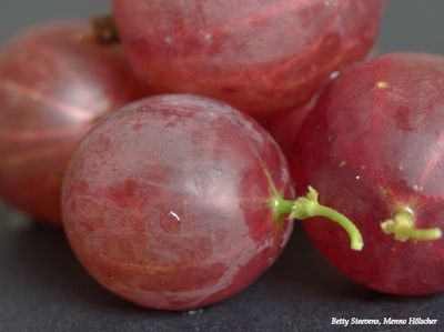 Kruisbessen - Gooseberries