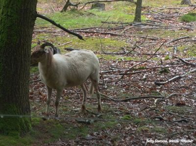 Schaap bij de paardenslenkte