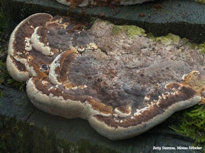 Paddenstoel bij de Mosbeek