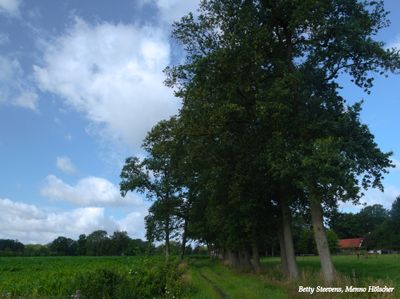 Hambroeksmaten