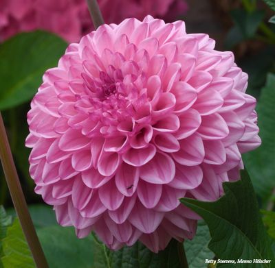 Onze tuin (our garden)