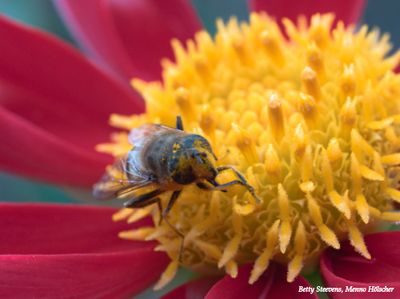 Blije nectar verzamelaar