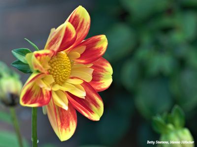 Rood-gele vlakke dahlia