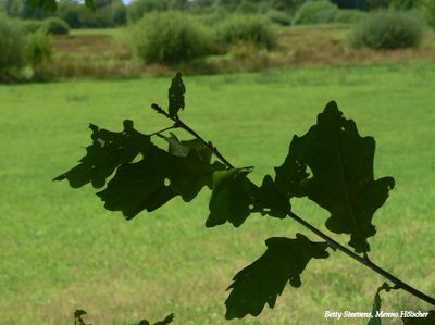 Onderweg: Eikentak