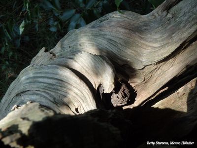 Onderweg: Hout