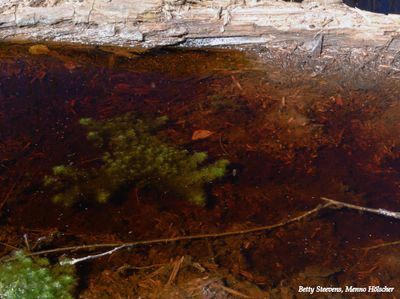 Besthemer ven: ijzerhoudend water