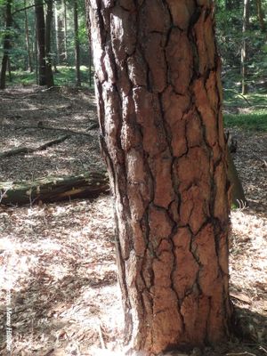 In het bos: schors