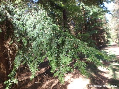 In het bos: dennetak