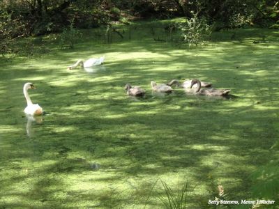 Regge: Dode arm met zwanenfamilie