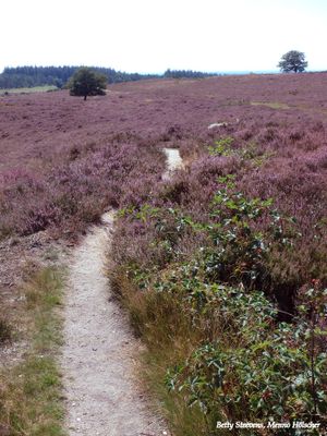 Archemerberg: de heide