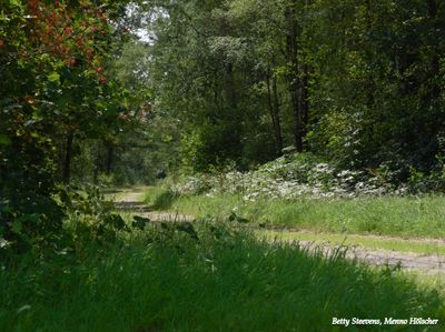 5 foto's: links achter